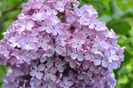 liliac 1