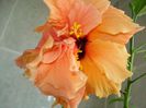 DSC09175