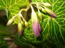 Oxalis Corymbosa aureo reticulata