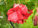 Rose Blaze Superior (2014, May 16)