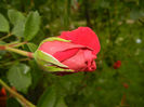 Rose Blaze Superior (2014, May 16)