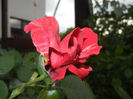 Rose Blaze Superior (2014, May 16)