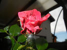 Rose Blaze Superior (2014, May 16)