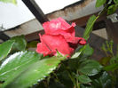 Rose Blaze Superior (2014, May 16)