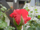Rose Blaze Superior (2014, May 16)