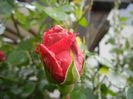 Rose Blaze Superior (2014, May 16)