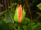 Rose Monica (2014, May 16)