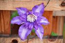 Clematis Multi Blue