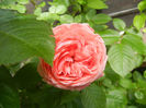 Rose Pleasure (2014, May 18)