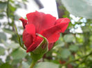 Rose Blaze Superior (2014, May 18)