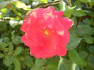 Rose Blaze (2014, May 21)