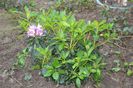 Shade garden - Rhododendron