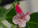 Kohleria Nasca (ni)