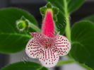 Kohleria Nasca (ni)