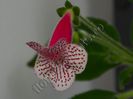 Kohleria Nasca (ni)