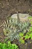 Shade garden 7 - Athyrium niponicum