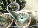 1.pui cactus 10ron