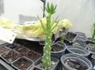 6.pui cactus turn. 10ron