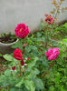 IMG_20140601_124640