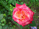IMG_20140601_125002
