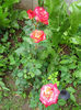 IMG_20140601_125035