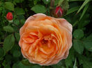 Lady Emma Hamilton