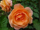 Lady Emma Hamilton