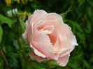 Queen Elisabeth