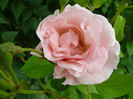 Queen Elisabeth