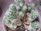 mammillaria gracilis