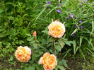Lady Emma Hamilton