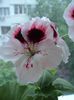 DSC08201