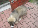 shila  zburdalnica 013