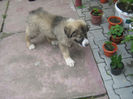 shila  zburdalnica 004