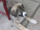 shila  zburdalnica 008