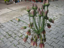 nectaroscordum siculum 003