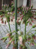 nectaroscordum siculum 005