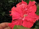 IMG_0937
