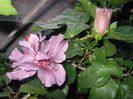 IMG_0947