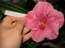 IMG_0956