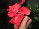 IMG_0957