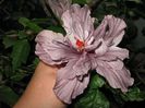 IMG_0962