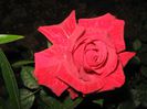 IMG_0838