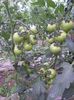 SAM_0433