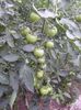 SAM_0436