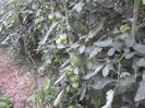 SAM_0438