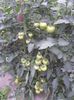 SAM_0439