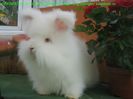 Femela Angora Englez