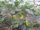 SAM_0444