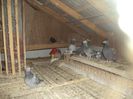 poze azi30-05-2014 2135